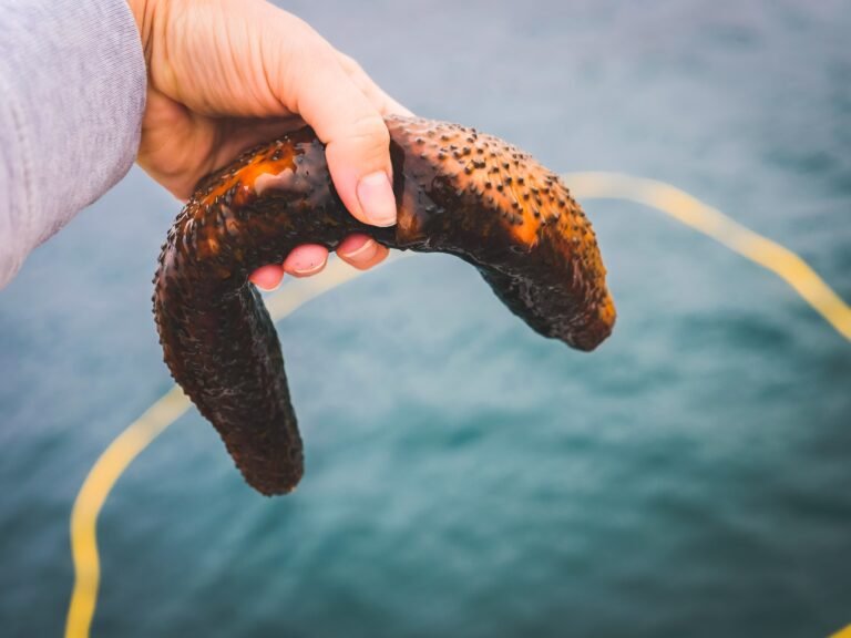 Sea cucumber photo