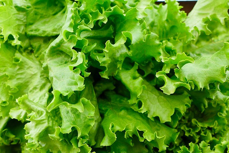 Picture of Batavia Lettuce