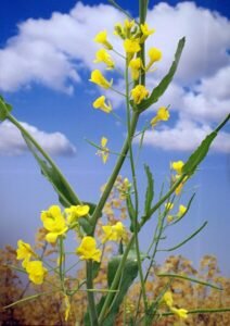 Canola plant picture